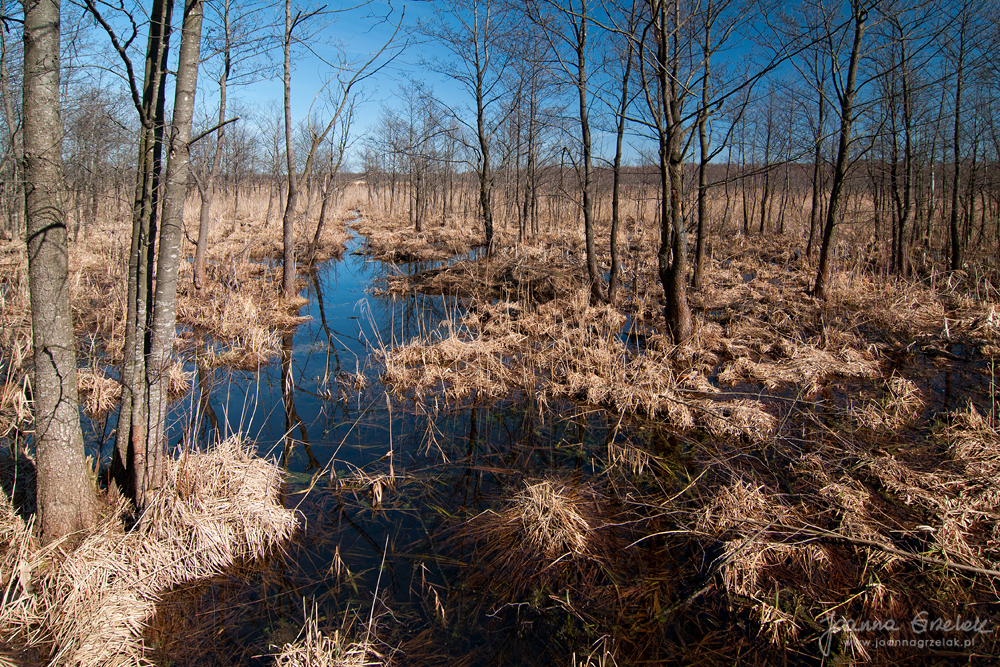 074_Biebrza - kwiecien 2013.jpg